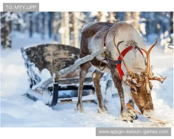 雪橇世界锦标：俄罗斯队领跑，挑战新纪录！，俄罗斯的雪橇